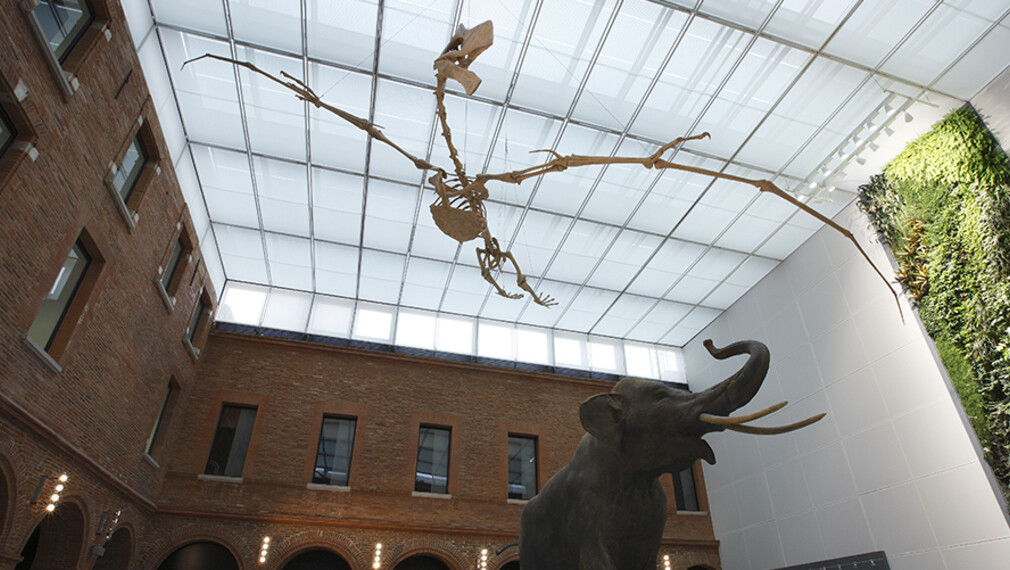 PROJEKT: MUSEUMS VON TOULOUSE 